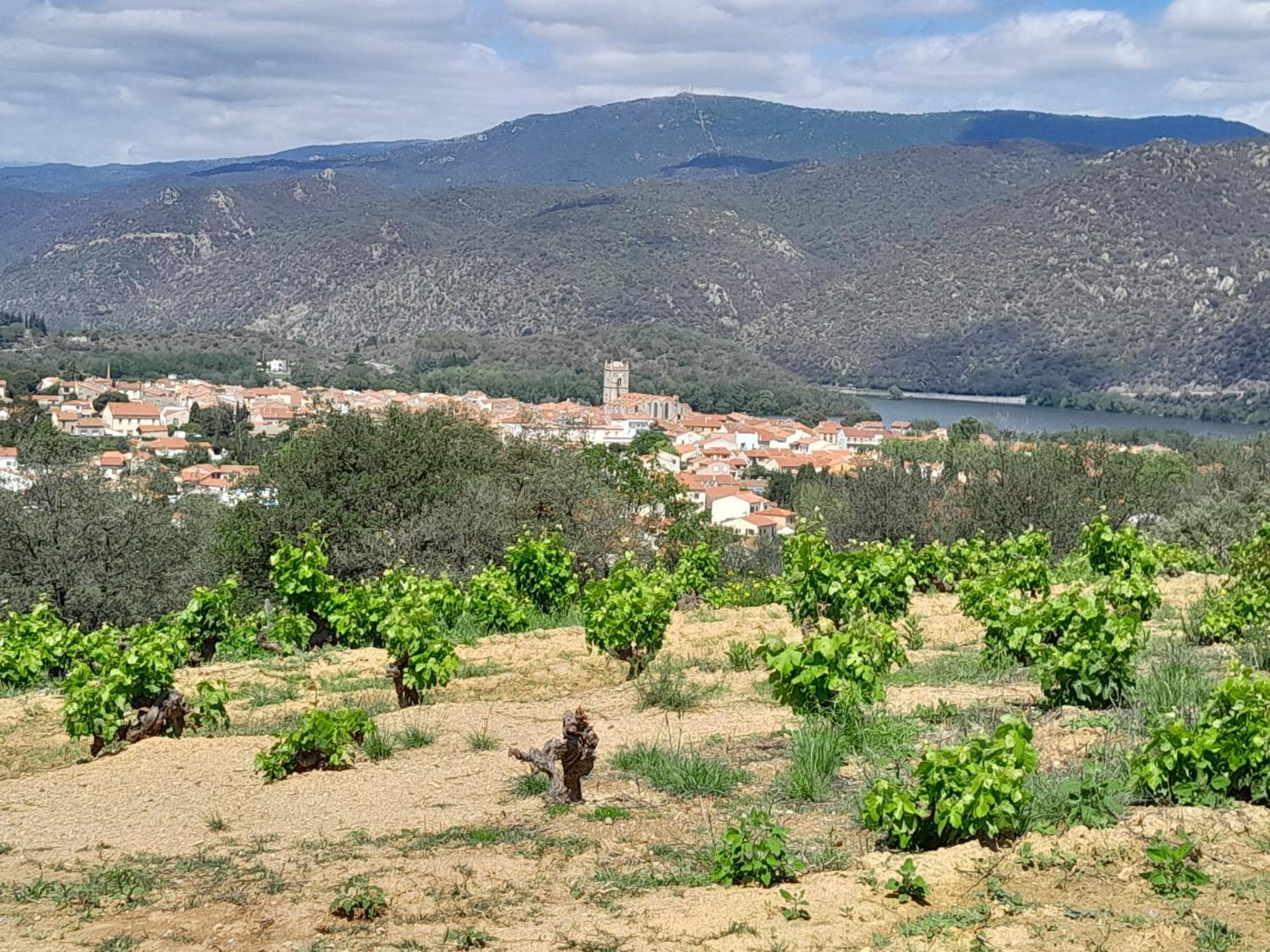 Appartement De Ville Medievale Vinca Dış mekan fotoğraf