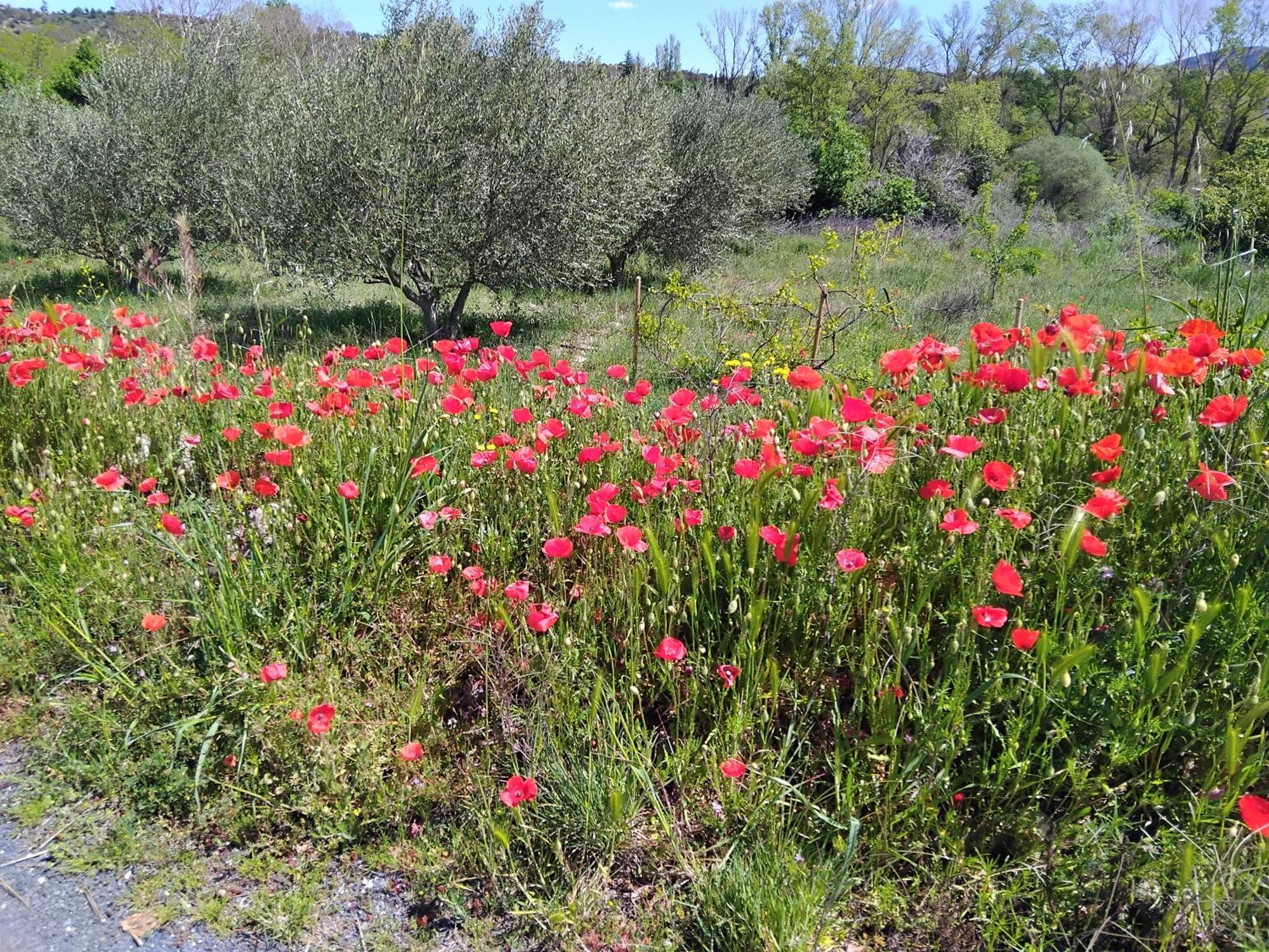Appartement De Ville Medievale Vinca Dış mekan fotoğraf